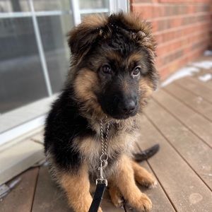 Meet your Posher, Aisha